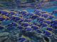 Swarm Of Surgeonfish - ID # 53057100