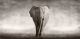 Wild African Elephant Walking Across An African Plain - ID # 53182375