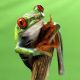 Red Eyed Treefrog - Agalychnis Calydrias - ID # 53740777
