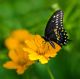 Black Swallowtail Butterfly - Papilio Polyxenes - ID # 53817119