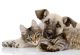 Dog And Cat Lying Together - ID # 54251941