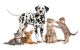 Pets Animals Group Collage For Veterinary Or Petshop  - ID # 54318447