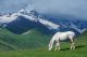 White Horse In High Mountains - ID # 54435650
