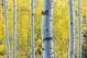 Aspen Trees In Vail Colorado - ID # 54842881