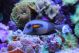 Colorful Aquarium With Fishes - ID # 54908116