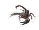 Asian Giant Forest Scorpion - Heterometrus Laoticus - ID # 55673097
