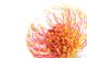 Exotic Vivid Flower Of Leucospermum - ID # 57342121