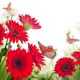 Multi - Colored Gerbera Daisies And Butterfly - ID # 57889023