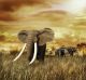 Elephants At Sunset - Walking On The Grass - ID # 58462231