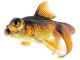 Goldfish - ID # 59004965