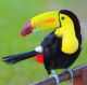 Colored Toucan - Keel Billed Toucan - ID # 59037585