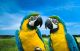 Blue And Yellow Macaws In Love  - ID # 5914397