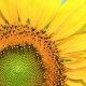Closeup Of The Beautiful Sunflower - ID # 59526400