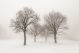 Winter Scene Of Leafless Trees In Fog Sepia Tone - ID # 59615396