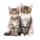 Two Small Siberian Kittens On A White Background -  - ID # 59644358