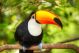 Colorful Tucan In The Aviary - ID # 59921941