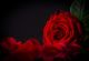 Natural Red Roses Background - ID # 60491439
