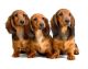 Three Longhair Dachshund Puppies - ID # 7539475