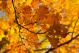 Branch Of A Oak With Yellow Autumn Leaves - ID # 97010002