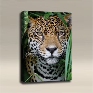 AcousticART Curated Nature Collection #N3P2 Cheetah in the Wild - Size: 36" L x 24" W x 2" - Portrait