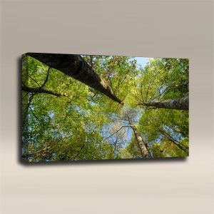 AcousticART Curated Nature Collection #N3L3 Garden at Angkhang mountain - Size: 36" W x 24" H x 2" - Landscape