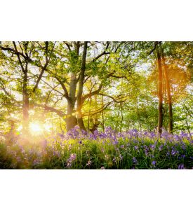 Amazing bluebell forest - ID # 1064431814