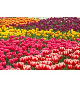 Colorful tulips in the garden  - ID # 113413897