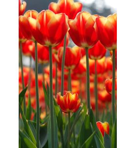 Tulip flowers in the sun  - ID # 114039442