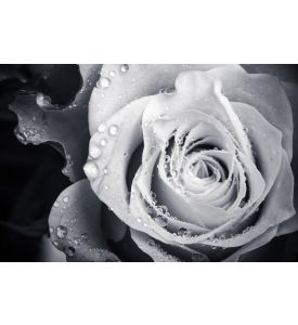 Wet white rose flower monochrome close-up photo with shallow depth of field - ID # 127893110