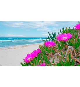 Hottentots Fig flowers on a dune sand in Sardinia - ID # 139895488