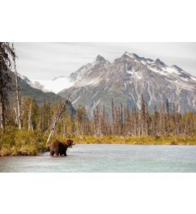 Brown Bear Hunting for Fish Against a Beautiful Alaskan Landscape - ID # 142685584