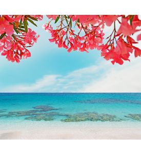 pink oleanders by the shore - ID # 146582327