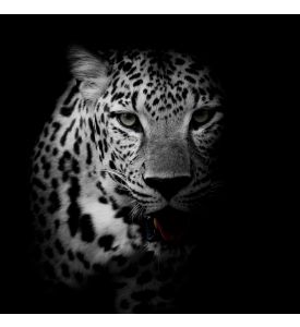 close up Leopard Portrait - ID # 208057342