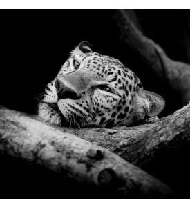 close up sleepy Leopard Portrait - ID # 208149343