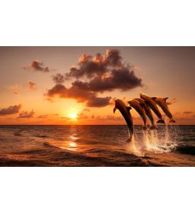 beautiful sunset with dolphins jumping - ID # 210368383