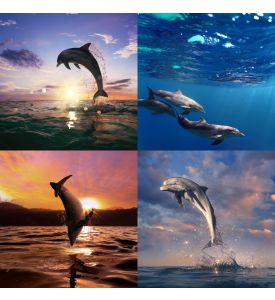 beautiful wild dolphins set - ID # 210757324