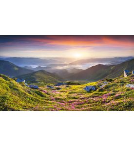 Magic pink rhododendron flowers in the mountains Summer sunrise - ID # 215681815