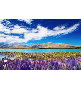 Mountain landscape with lake and flowers New Zealand - ID # 28356502