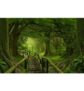 Wooden bridge over the rainforest - ID # 441692386