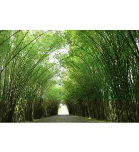 Bamboo Tunnel - ID # 524082526