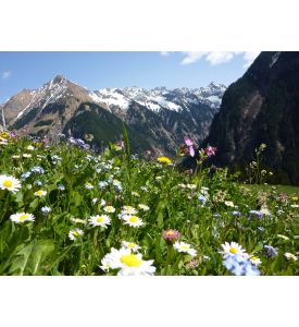 Mountain flowers - ID # 76290685