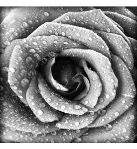 Black and white rose background grunge abstract floral natural pattern 
fresh  - ID # 93576610