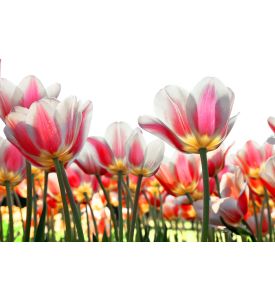 Floral Background On a white background 1a - ID # 95582914