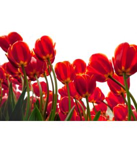 Floral Background On a white background 2a - ID # 95582920