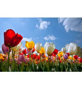 Floral Background  - ID # 95672329