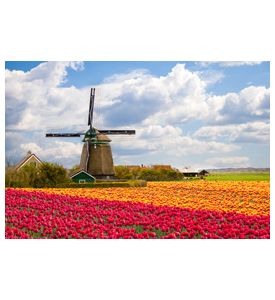 Windmill With Tulip Field In Holland - ID # 103740818