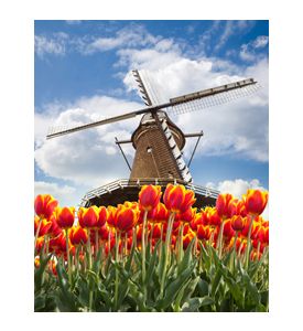 Windmill With Tulips In Holland - ID # 104128949