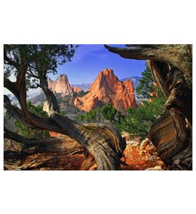 South Gateway Rock Formation Framed By Twisted Juniper Trees - ID # 19731967