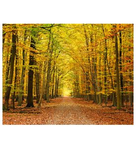 Autumn Pathway - ID # 57387817
