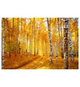 Vivid Colors Of Autumn Birch Forest - ID # 8645371